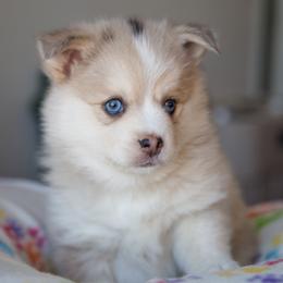 Bernedoodle and Pomsky Puppies from Cottonwood Pomskies and Bernedoodles