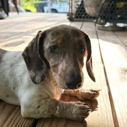 Honey Bee - Dapple female Dachshund puppy in Ben Wheeler, Texas from P&P Dachshunds
