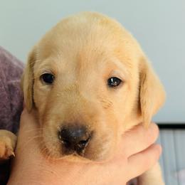 Ridge - Yellow male Labrador Retriever puppy in Rock Hill, South Carolina from North Star Retrievers
