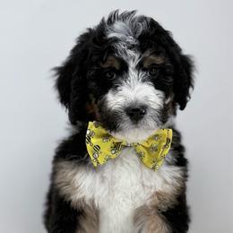 Sunny - Tri-color male Bernedoodle puppy in Fleming, Colorado from Vandenbark Doodles