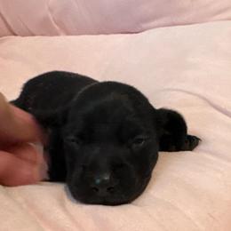 Diesel: Boy 2 black - Black male Dachshund puppy in Casselberry, Florida from Amore Mini Dachshund Breeders & More