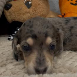 Cleo   Pet only - Dapple female Dachshund puppy in Bullard, Texas from Mimidachs of Texas