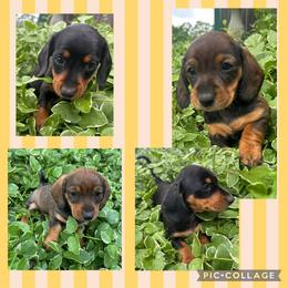Dachshund Puppies from David cook