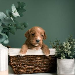 German Shepherd, Goldendoodle, and Golden Retriever Puppies from Silver Pines Pups