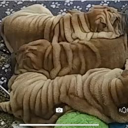 Chinese Shar-Pei All Grown Up from CarPeiDiem Chinese Shar-Pei