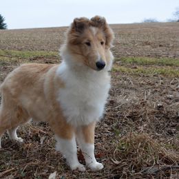 Collie Puppies from Avalon Collies
