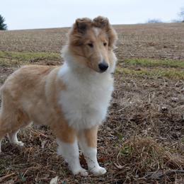 Collie Puppies from Avalon Collies
