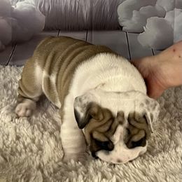 Bulldog Puppies from Sweet Rolls