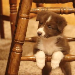 Border Collie, English Setter, and Miniature American Shepherd Puppies from First Harmony Farms