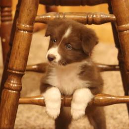Border Collie, English Setter, and Miniature American Shepherd Puppies from First Harmony Farms