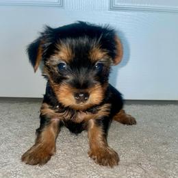 Minky - Black and tan female Yorkshire Terrier puppy in Southfield, Michigan from Yorkies for Life