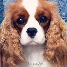 Hettie - Cavalier King Charles Spaniel