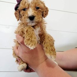 Goldendoodle Puppies from Life_on. Paws