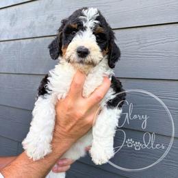 Red - Tri-color male Bernedoodle puppy in Rockwall, Texas from Glory Doodles
