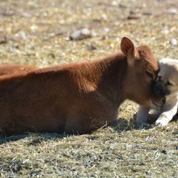 Anatolian Shepherd Dog Puppies from Wanyama Ranch Anatolians