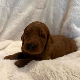 Keala ( Gray collar boy) - Red  male Goldendoodle puppy in Phelan, California from High Desert Doodles - the original