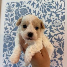 Everest - White female Maltipoo puppy in Wendell, North Carolina from Teddys Teddy Bears