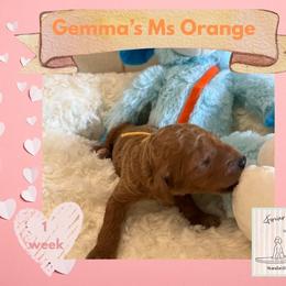 Girl 3 - female Poodle puppy in Ocean Springs, Mississippi from Forever Summer Standard Poodles