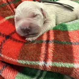 Grey - Golden male Golden Retriever puppy in Salt Lake City, Utah from Soaring golden retrievers