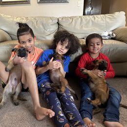 Belgian Malinois Puppies from Care 2 Protect