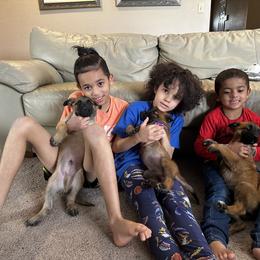 Belgian Malinois Puppies from Care 2 Protect