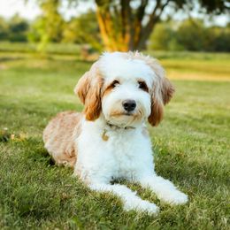Remy - Bernedoodle