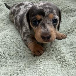 Female 2 - Dapple female Dachshund puppy in El Campo, Texas from Creamer Creek Kennel