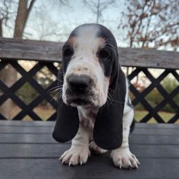 Raquel - Black brown and white female Basset Hound puppy in Denison, Texas from Emma Lou's Baby Bassets