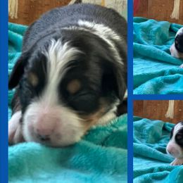 BTF - Black tri female Miniature American Shepherd puppy in Philpot, Kentucky from MarLoWin Aussies