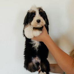 Medium Sized Male Bernedoodle Hades - Orange Collar Male - Tri-color male Bernedoodle puppy in Kamas, Utah from A + E Farms