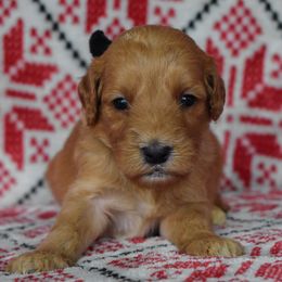 Girl 2 - female Goldendoodle puppy in Macedon, New York from Toodles Goldendoodles
