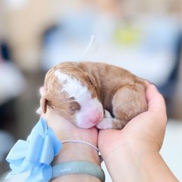 Kaz - Brown and white male Bernedoodle puppy in Ontario, California from Teddy Doodles & Standard Poodles