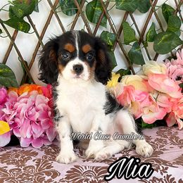 Mia - Tri-color female Cavalier King Charles Spaniel puppy in Hollywood, Florida from World Class Cavaliers