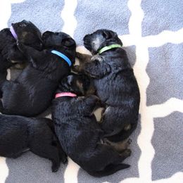 German Shepherd Puppies from Neuanfang German Shepherd Dogs