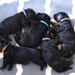 German Shepherd Puppies from Neuanfang German Shepherd Dogs