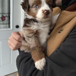 Miniature Australian Shepherd Puppies from Mid-Plains Mini Aussies