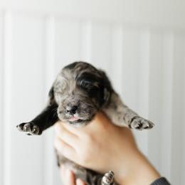 June - White Collar - Merle female Goldendoodle puppy in Newell, Iowa from Front Porch Goldens