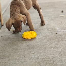 Lilliana - Brown female Chesapeake Bay Retriever puppy in Soap Lake, Washington from Desert Oasis Kennels