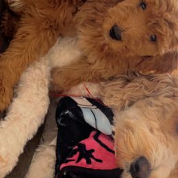 Goldendoodles from Jenny’s doodles