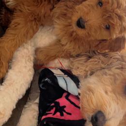 Goldendoodles from Jenny’s doodles