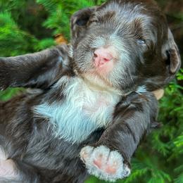 Girl 2 - female Portuguese Water Dog puppy in Asheville, North Carolina from Top Notch Portuguese Water Dogs