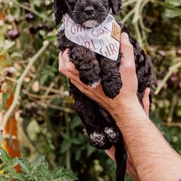 White girl - Black female Goldendoodle puppy in Damascus, Oregon from Emma Doodles