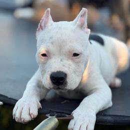 Secretariat - Black tri-color female American Bully puppy in Princeton, Texas from District 12 Kennels