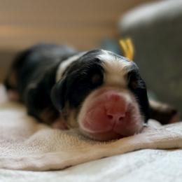 Girl 1 - female Bernese Mountain Dog puppy in Stanwood, Washington from Butter Cup Pups and Paws