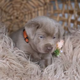 Miss Orange - Chocolate Labrador Retriever puppy in Morrill, Kansas from Grimm Girls Farm