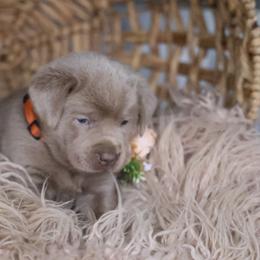 Miss Orange - Chocolate Labrador Retriever puppy in Morrill, Kansas from Grimm Girls Farm