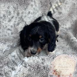 Mint - Piebald male Dachshund puppy in Lufkin, Texas from CSW Dachshunds