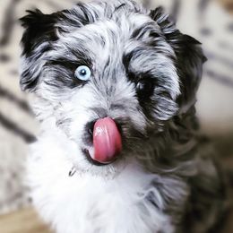 Aussiedoodle Puppies from Brambleberry Doodles