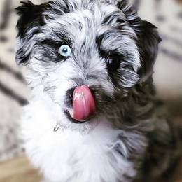 Aussiedoodle Puppies from Brambleberry Doodles