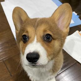 Pembroke Welsh Corgis from LS Valley Corgis